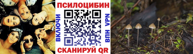 Купить закладки  Приволжск  Псилоцибиновые грибы Cubensis 